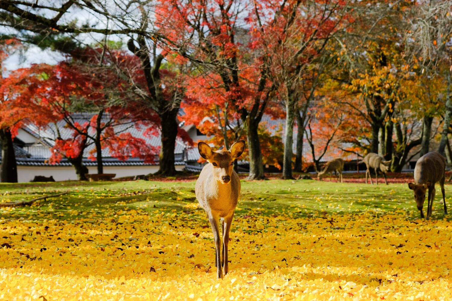 Autumn with deers